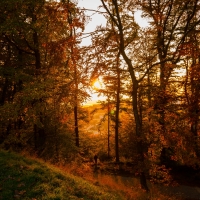 Autumn Forest Sunrise