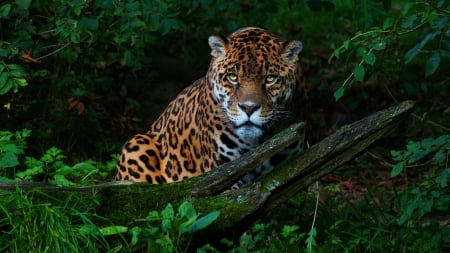 Jaguar