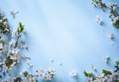 Happy spring! - white, blue, blossom, spring, card, flower