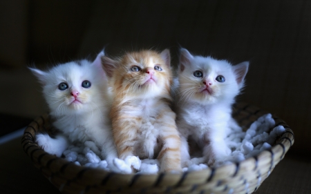 Kittens - white, trio, cat, animal, basket, black, pisica, kitten