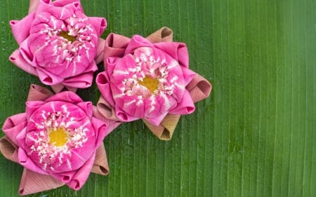 Lotus buds - lotus, summer, green, bud, card, flower, pink