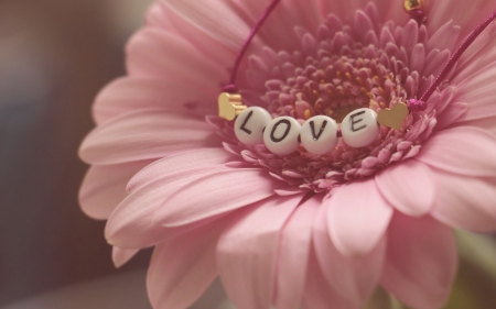 Love - word, love, gerbera, pink, card, valentine, flower