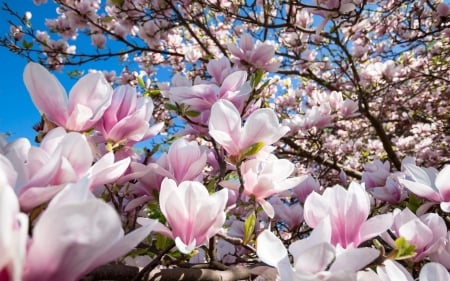 Magnolias - magnolia, blue, spring, flower, pink