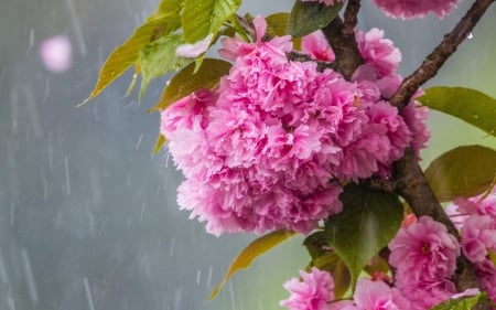 Spring rain - cherry blossom, sakura, rain, spring, flower, pink