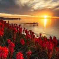 Blooming Cactus on a Sunset