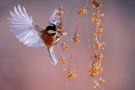 Beautiful Bird - bird, branch, animal, blossom, wings, leaf