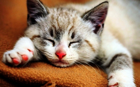 Sleeping Kitten - animal, kitten, cute, sleeping, cat