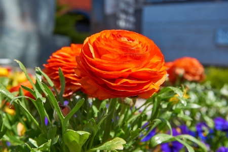 Orange Buttercup - nature, buttercup, season, fragrant, orange, blossom, flowers, spring