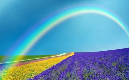 The Rainbow - flowers, blossoms, lavender, fields, spring, sky