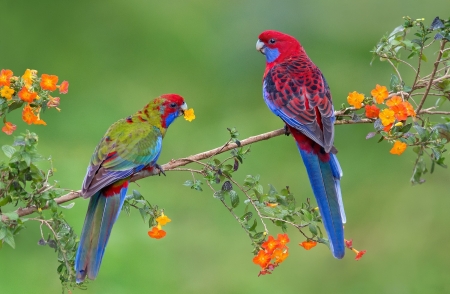 Parrots - colorful, blossoms, birds, digital, petals, art