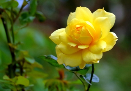 Yellow Rose - one, garden, yellow, rose