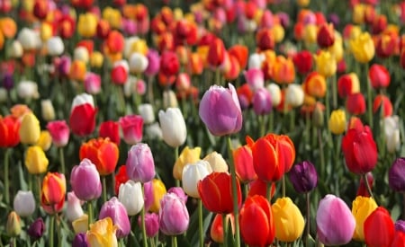 Tulips - colors, flower, tulip, amazing