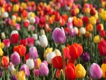 Tulips