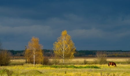 Yellow and blue - nature, tree, feilds, land