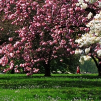 Park Flowering Trees