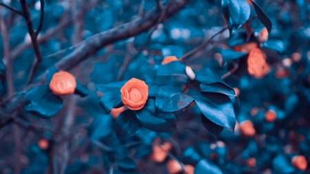 Flowers - bush, blue, orange, flower, pink