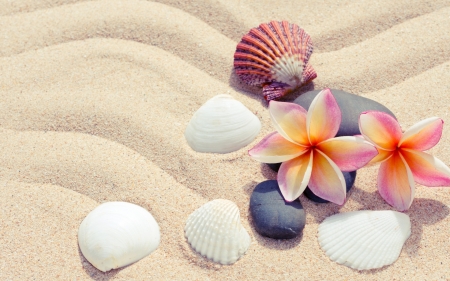 Happy summer! - vara, card, summer, shell, sand, flower