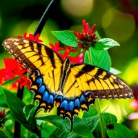 Butterfly on Flowers