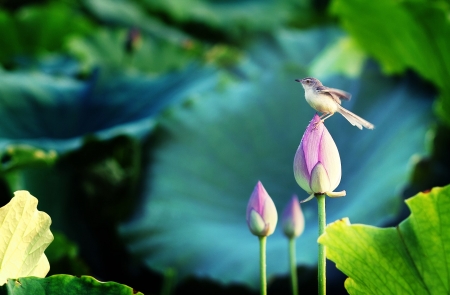 Bird on a lotus bud - nature, lotus, bud, bird