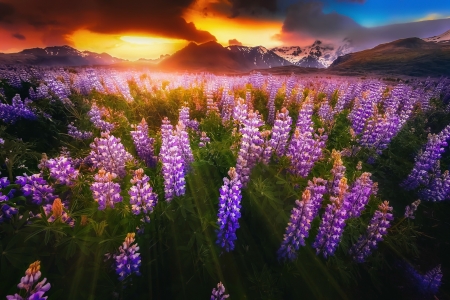 Sea of lupine - meadow, pretty, beautiful, sky, field, sunset, sea, lupin, colorful