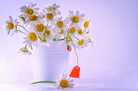 Beautiful Flowers - flowers, white, container, nature