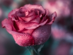 Lovely Rose