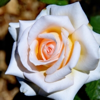 Lovely Rose