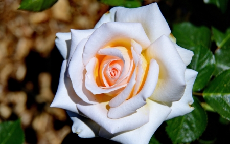 Lovely Rose - nature, closeup, petals, rose, flower