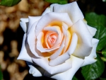 Lovely Rose