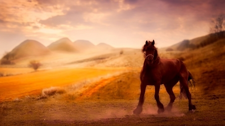 Horse - dust, Firefox Persona theme, brown, equestrian, field, horse