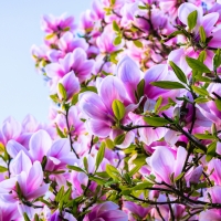 Magnolia tree