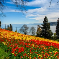 Flowers on the Slope