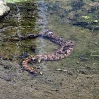 Midland Watersnake