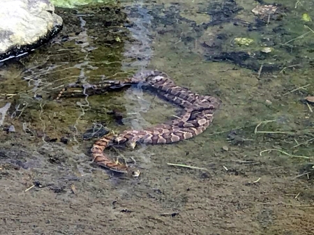 Midland Watersnake - Snakes, Animals, Reptiles, Water