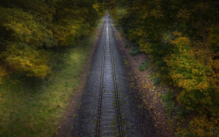 Railway - plants, railroad, nature, way