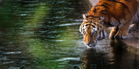 Tiger - animal, water, summer, tigru, tiger, vara, big cat