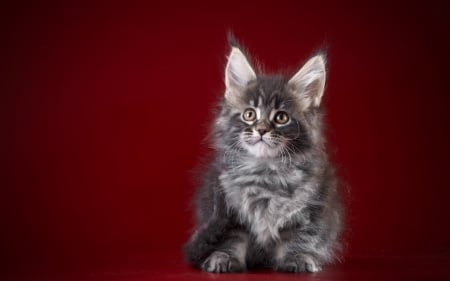 Maine Coon kitten - cat, red, maine coon, pisica, cute, kitten