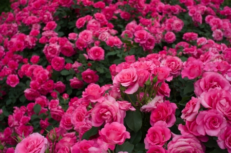 Roses - summer, garden, rose, flower, pink, vara