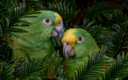 Parrots - vara, papagal, couple, summer, pasare, bird, yellow, parrot, green, cute