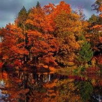 Autumn Trees  Reflection in the Water