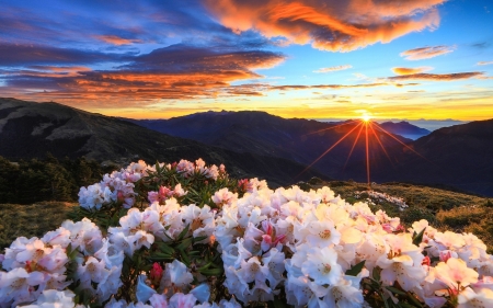 Blooming Rhododendrons Against the Sunrise - nature, sky, clouds, sun, flowers, rhododendrons, sunrise