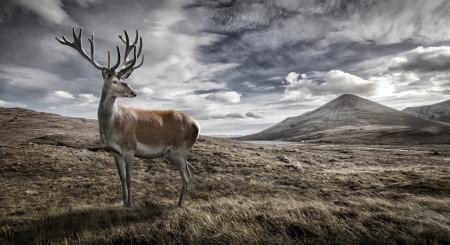 Highland Red Deer - animal, deer, red, highland, scottish, nature