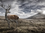 Highland Red Deer