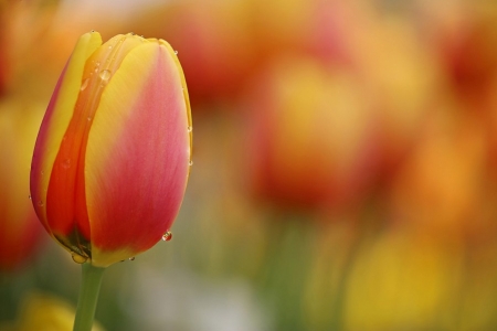 Tulips - flower, orange, tulip, amazing