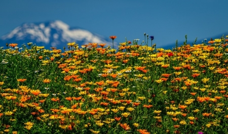 Wild flowers - nature, wonderful, flower, wild