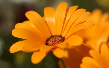 Orange flowers - orange, garden, wonderful, flower