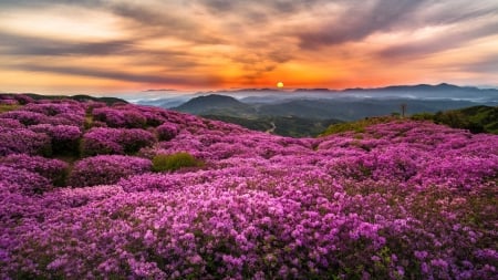 Blooming Mountain Hills on a Sunset - flowers, hills, sunset, nature, mountains, sky