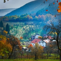 Houses Surrounded By Trees