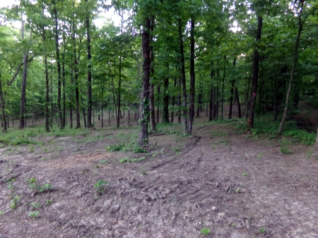 Brushline - Tennessee, Nature, Forests, Rural