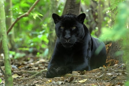 Panther - nature, forest, cat, animals, panther